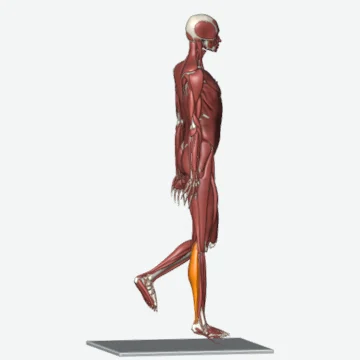 انیمیشن حرکت بالا آمدن روی پنجه