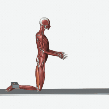 Animation of the nordic hamstring exercise exercise