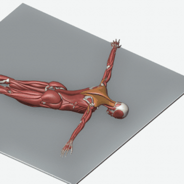 Animation of the prone t exercise