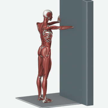 Animation of the wall push-up plus exercise