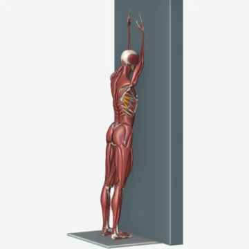 انیمیشن حرکت سراتوس روی دیوار