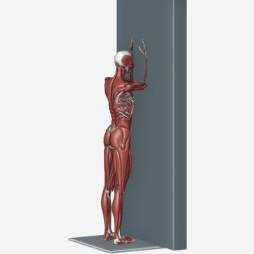 Animation of the wall serratus slide exercise