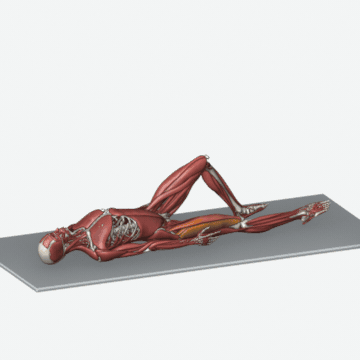 Animation of the straight leg raise — quadriceps exercise