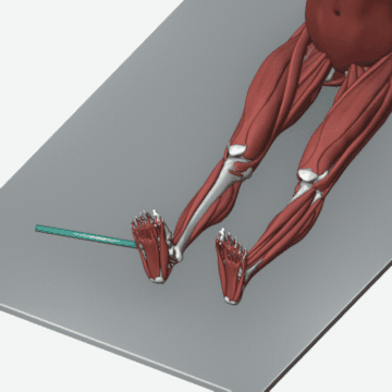 Animation of the tibialis posterior strengthening exercise