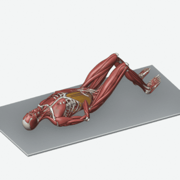 Animation of the diaphragmatic breathing exercise