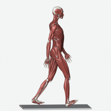 Animation of the gait pattern drill exercise
