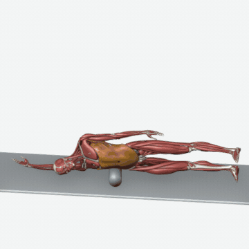 Animation of the lateral elongation for scoliosis exercise