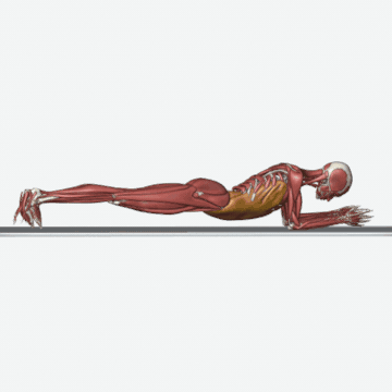 Animation of the plank with neutral pelvis exercise