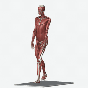 Animation of the single-leg balance and squat exercise