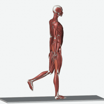 انیمیشن حرکت ددلیفت تک‌پا