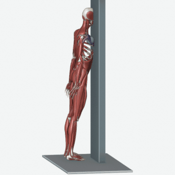 Animation of the pectoral release exercise