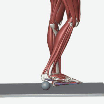 Animation of the plantar fascia release exercise