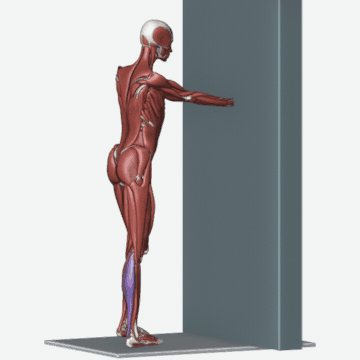 Animation of the calf and achilles stretch exercise
