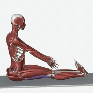 Animation of the hamstring stretch exercise