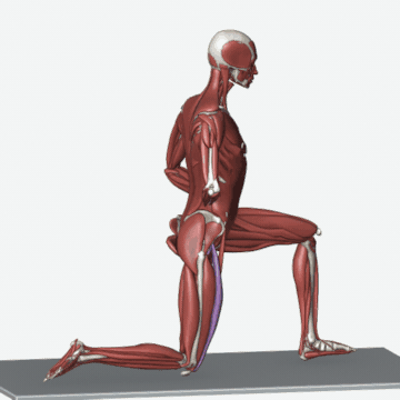 Animation of the half-kneeling hip flexor stretch exercise