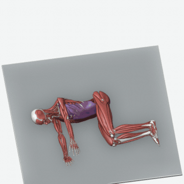 Animation of the open book (thoracic rotation) exercise