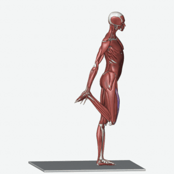 Animation of the quadriceps stretch exercise
